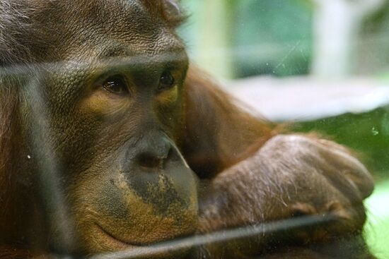Russia Zoo