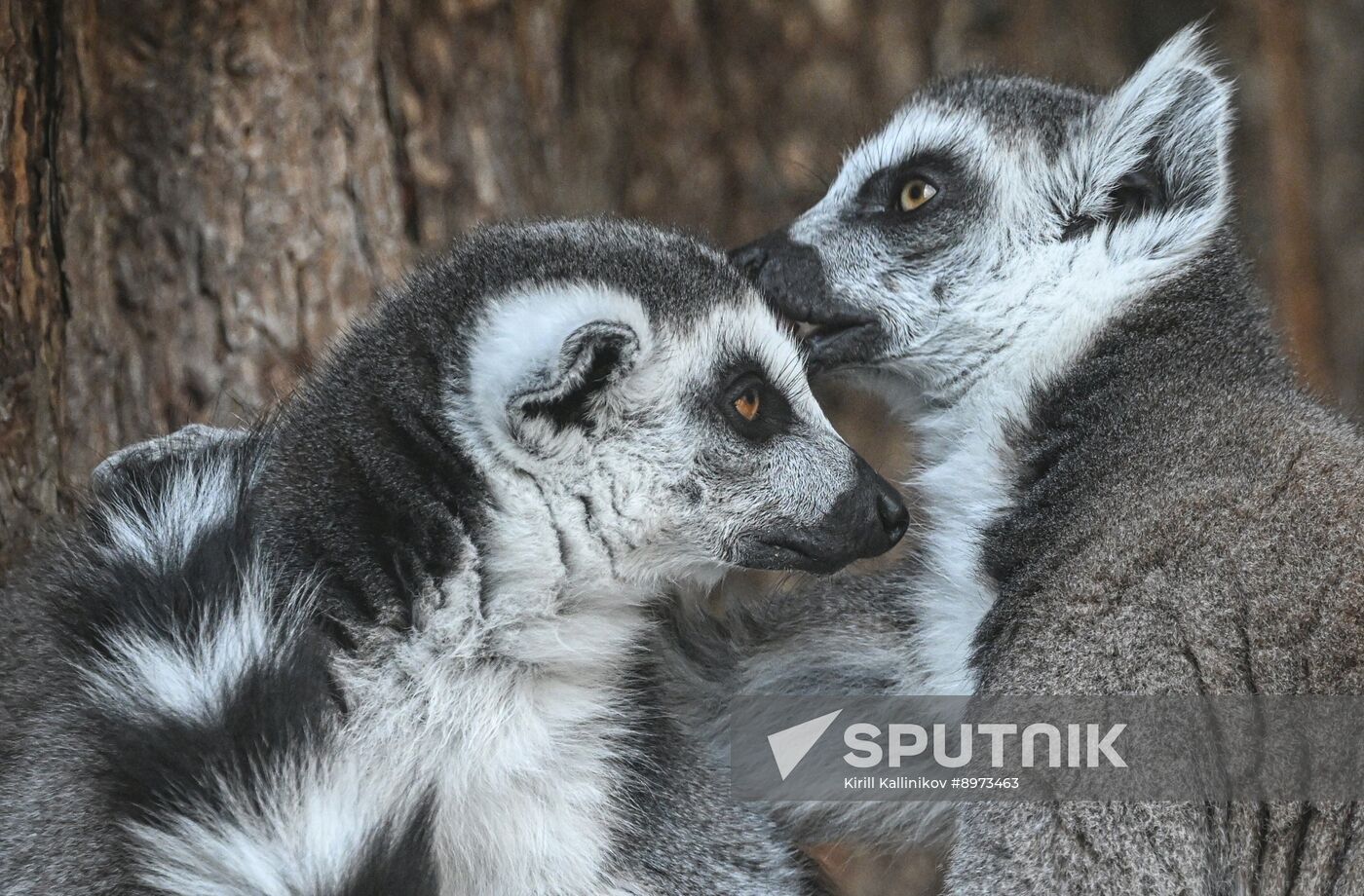Russia Zoo