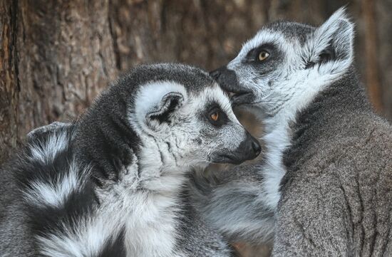 Russia Zoo