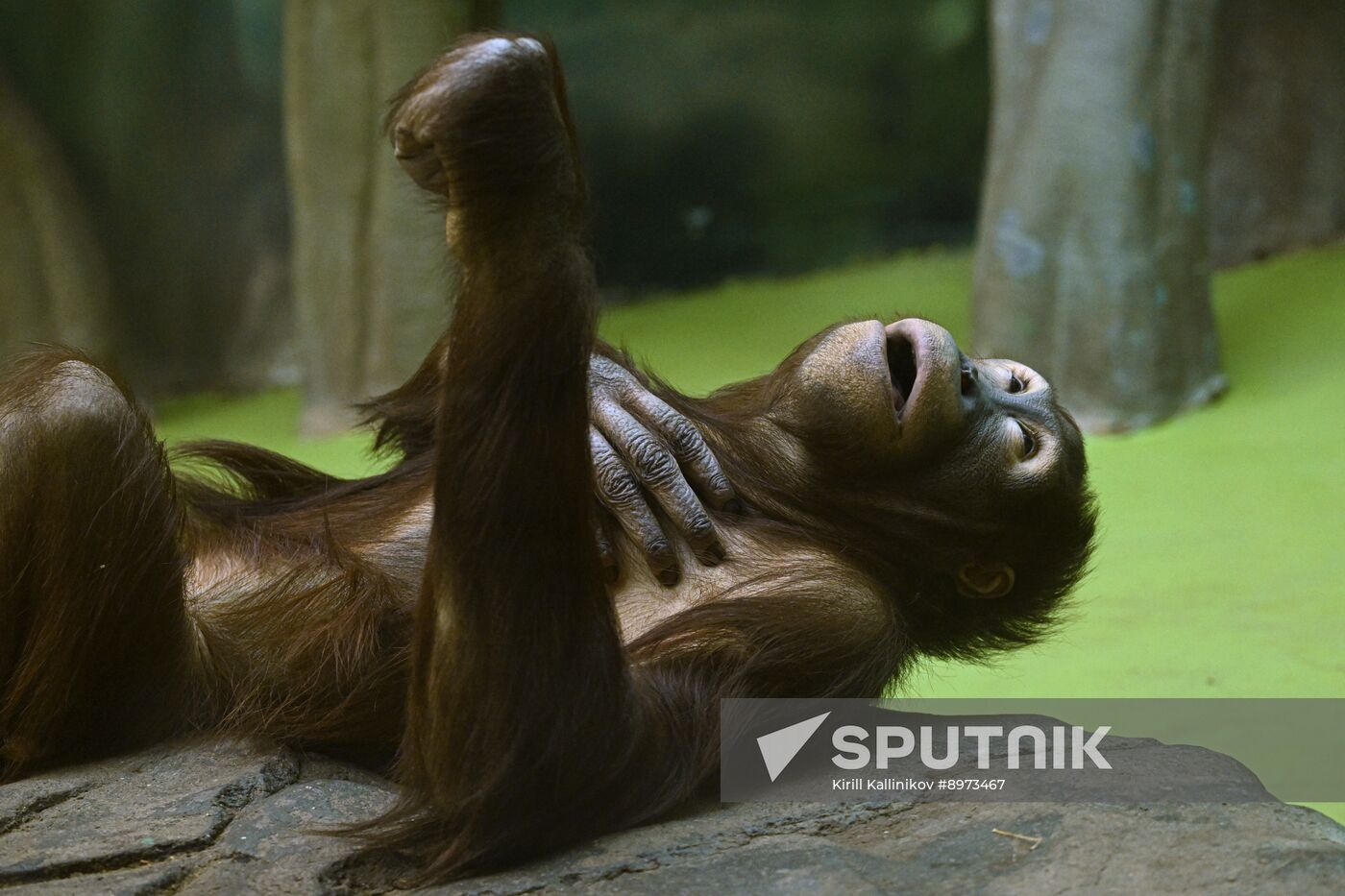 Russia Zoo