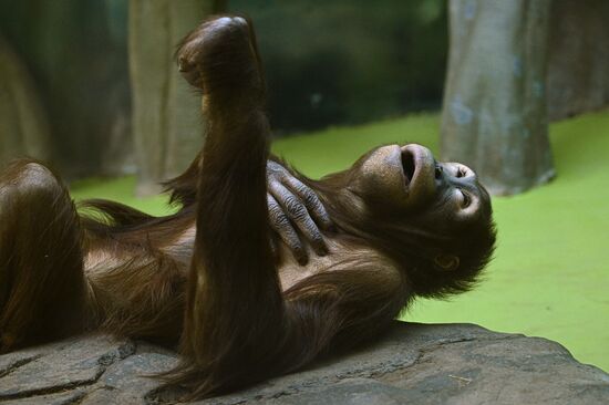 Russia Zoo