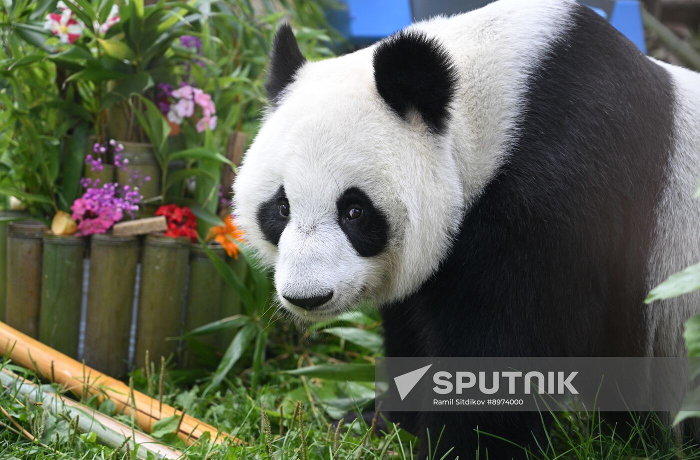 Russia Zoo Panda Birthday