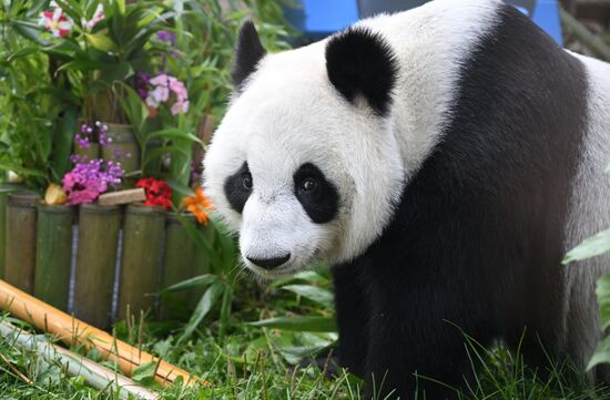 Russia Zoo Panda Birthday