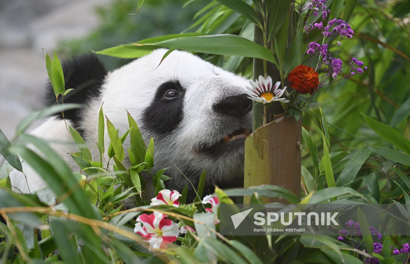 Russia Zoo Panda Birthday