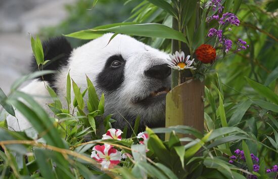 Russia Zoo Panda Birthday