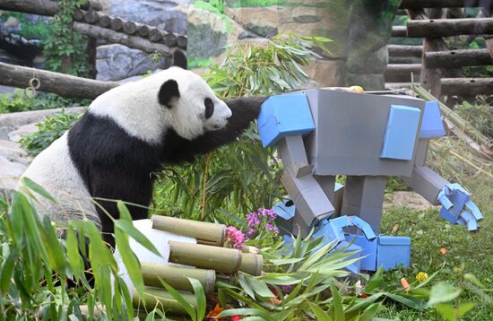 Russia Zoo Panda Birthday