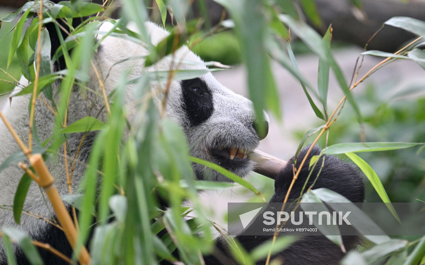 Russia Zoo Panda Birthday
