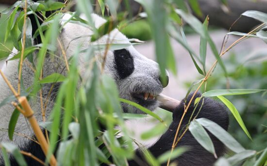 Russia Zoo Panda Birthday