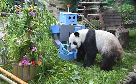 Russia Zoo Panda Birthday