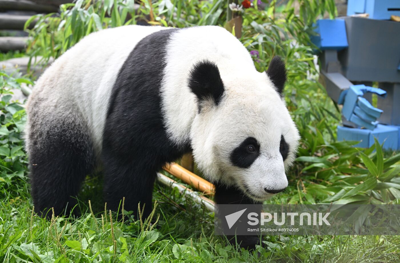 Russia Zoo Panda Birthday