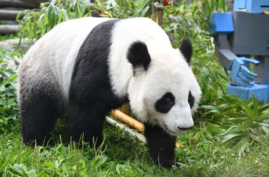 Russia Zoo Panda Birthday
