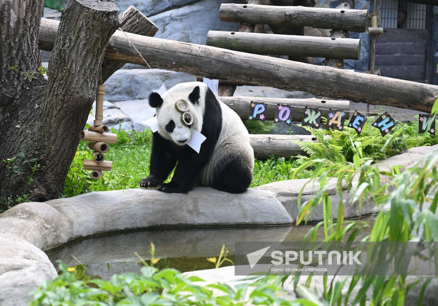 Russia Zoo Panda Birthday