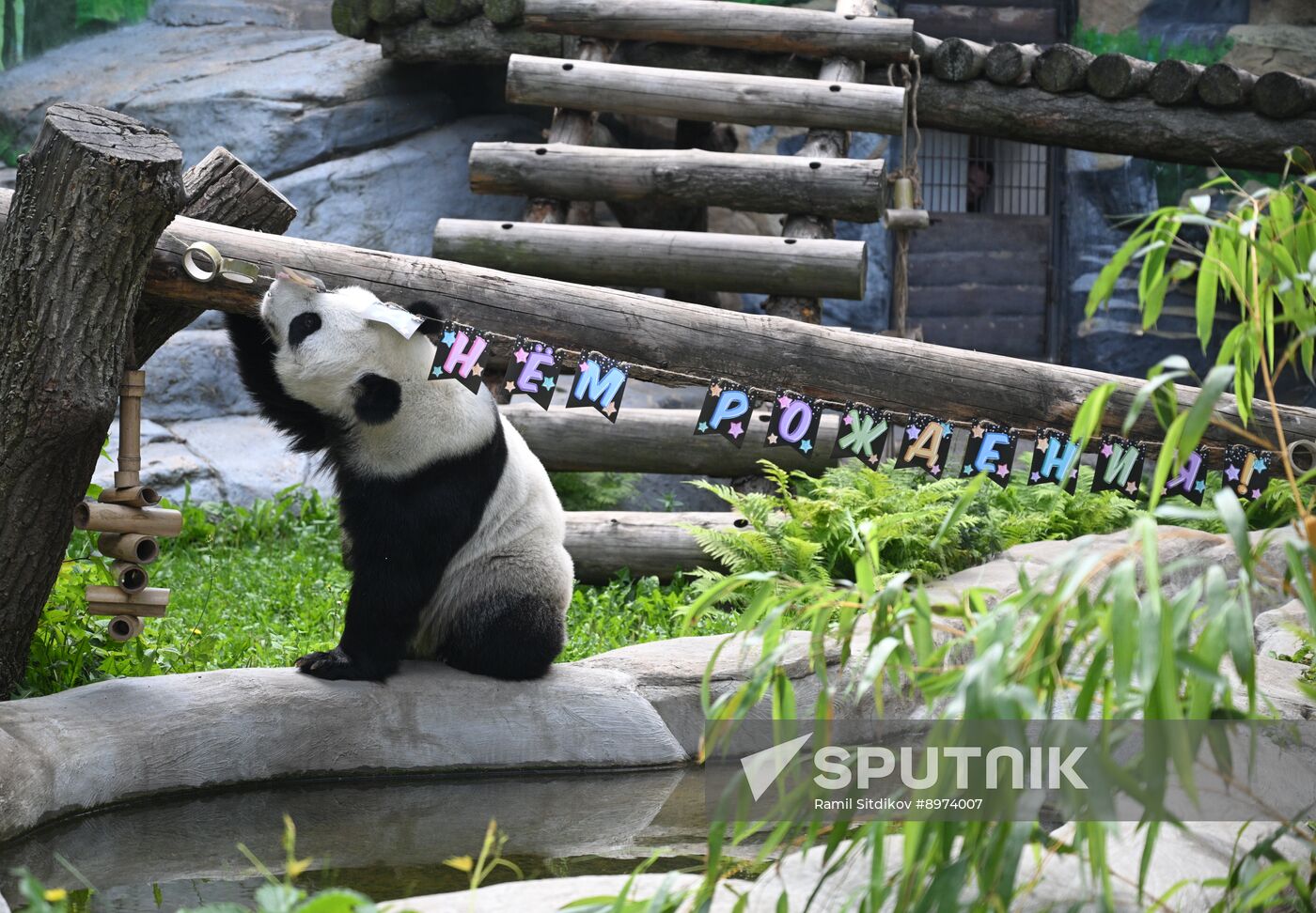 Russia Zoo Panda Birthday