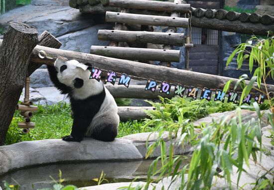 Russia Zoo Panda Birthday
