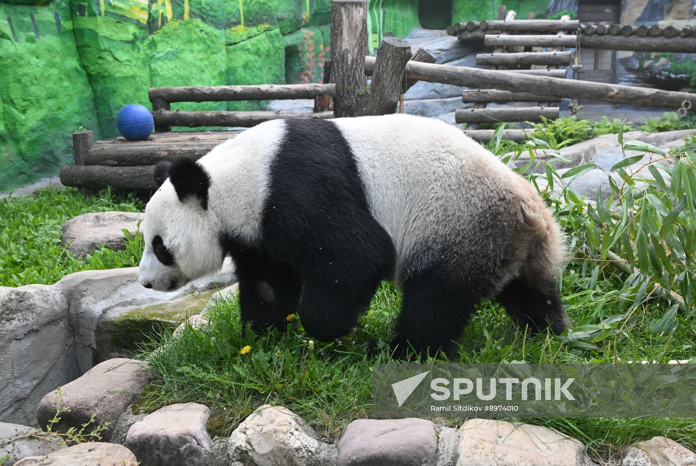 Russia Zoo Panda Birthday