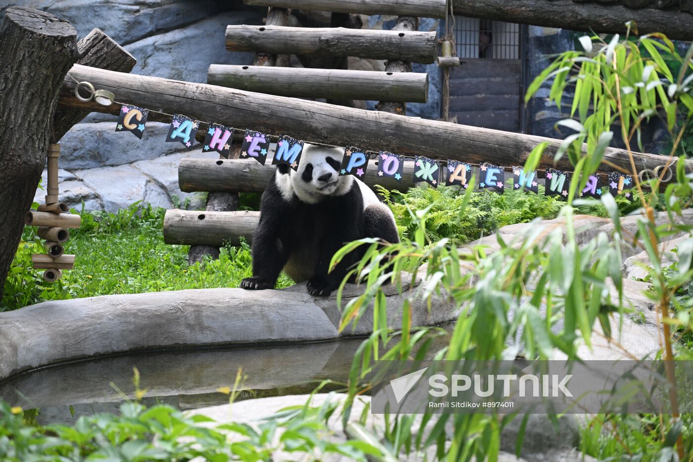 Russia Zoo Panda Birthday