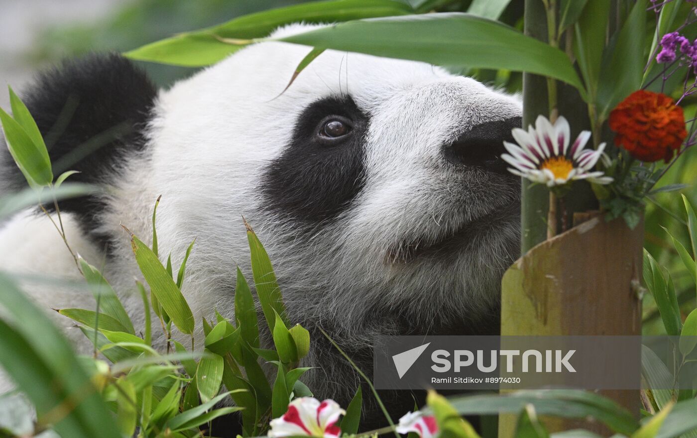Russia Zoo Panda Birthday