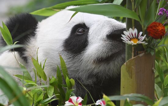 Russia Zoo Panda Birthday