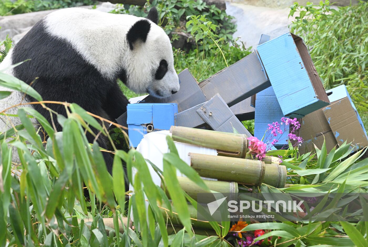 Russia Zoo Panda Birthday