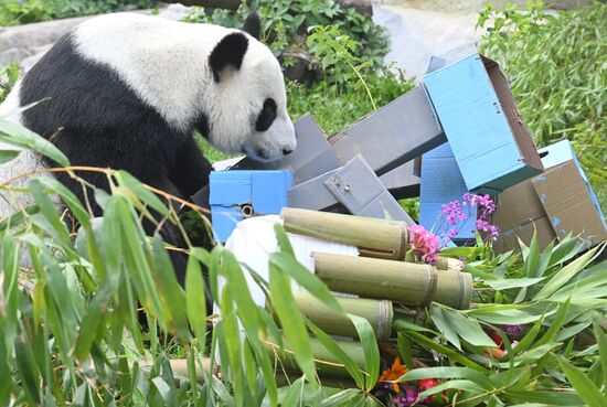 Russia Zoo Panda Birthday