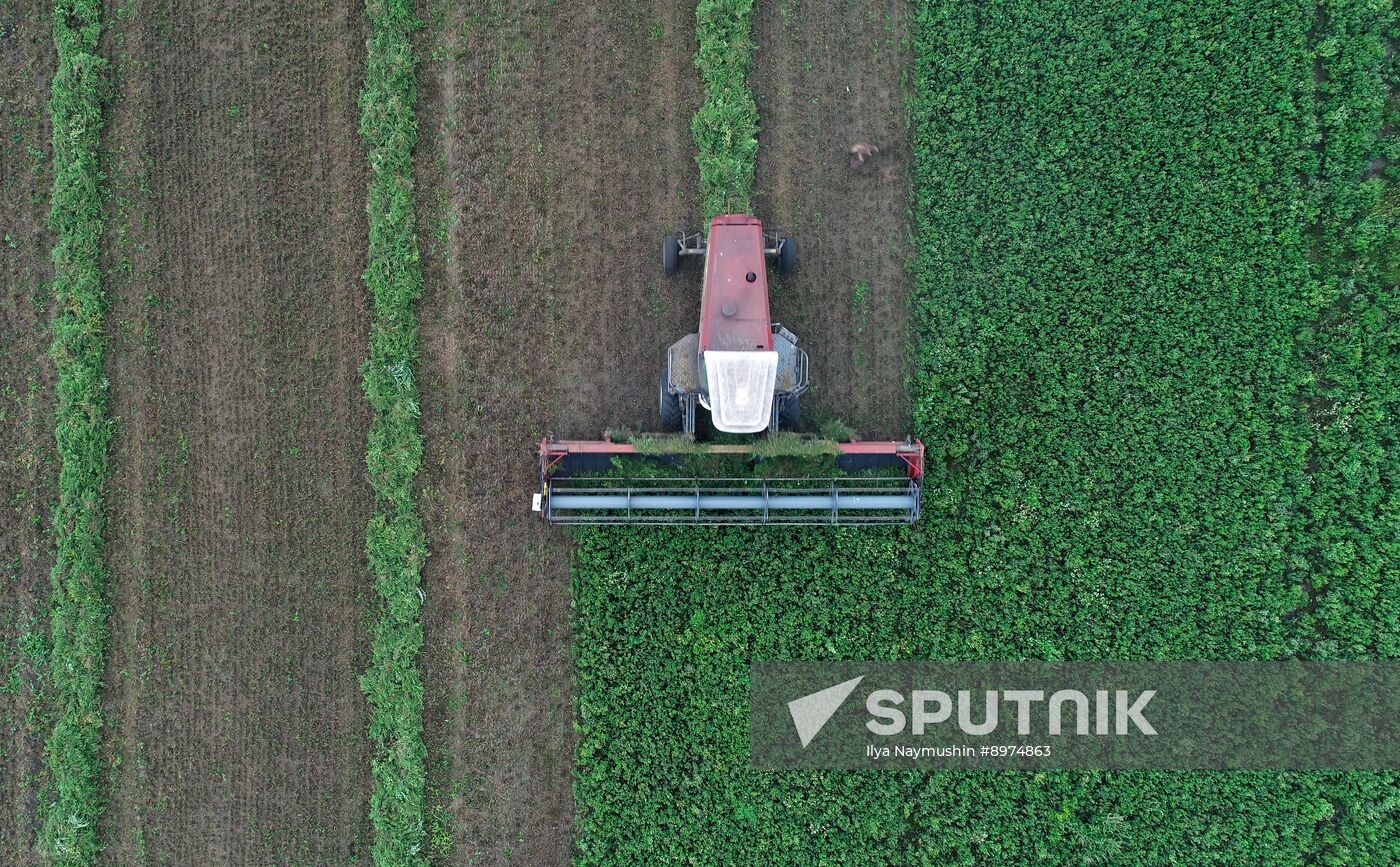 Russia Agriculture Alfalfa Harvesting