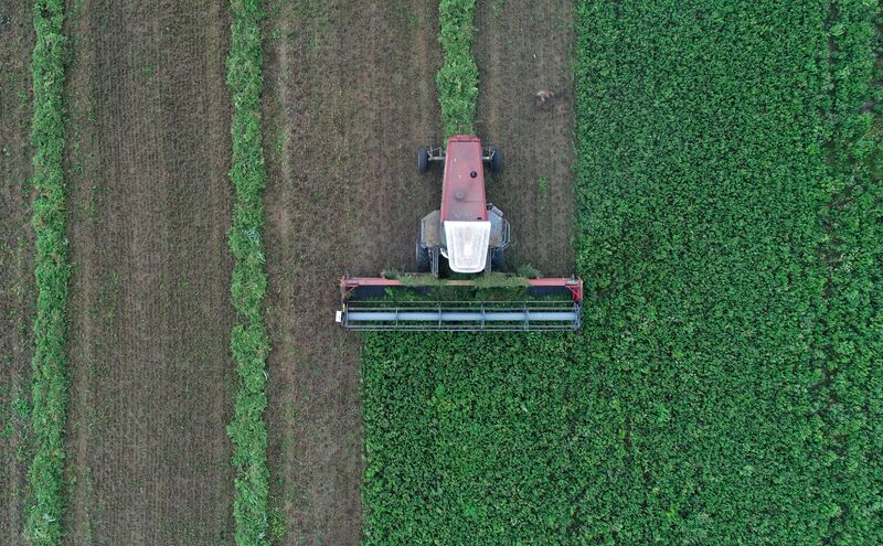 Russia Agriculture Alfalfa Harvesting