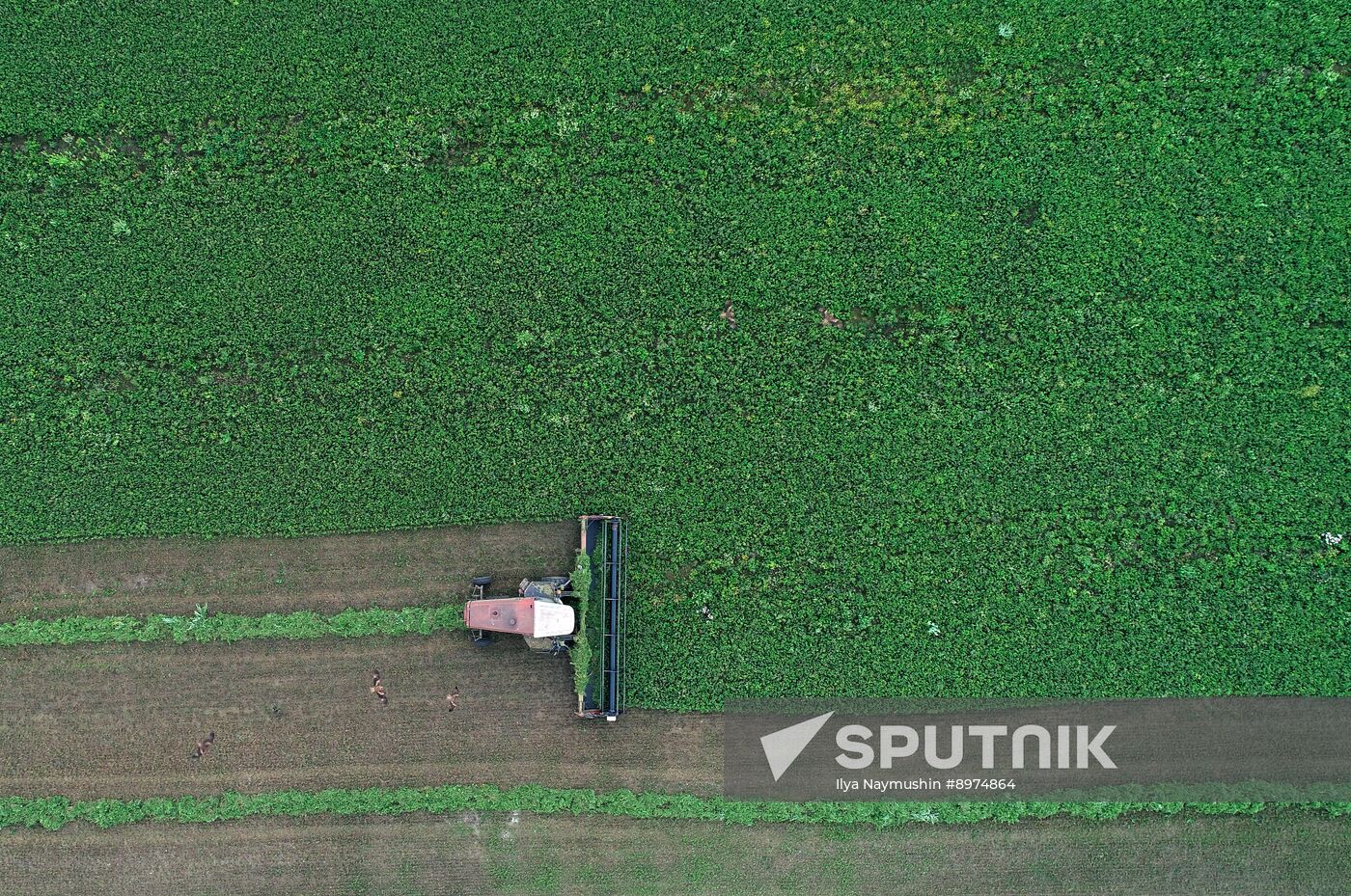 Russia Agriculture Alfalfa Harvesting