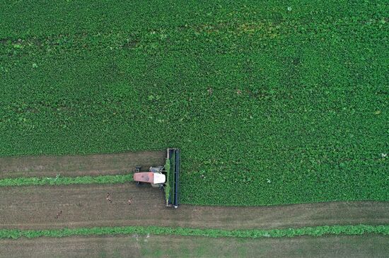 Russia Agriculture Alfalfa Harvesting