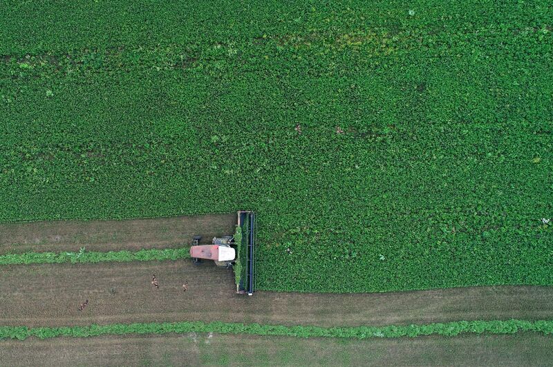 Russia Agriculture Alfalfa Harvesting
