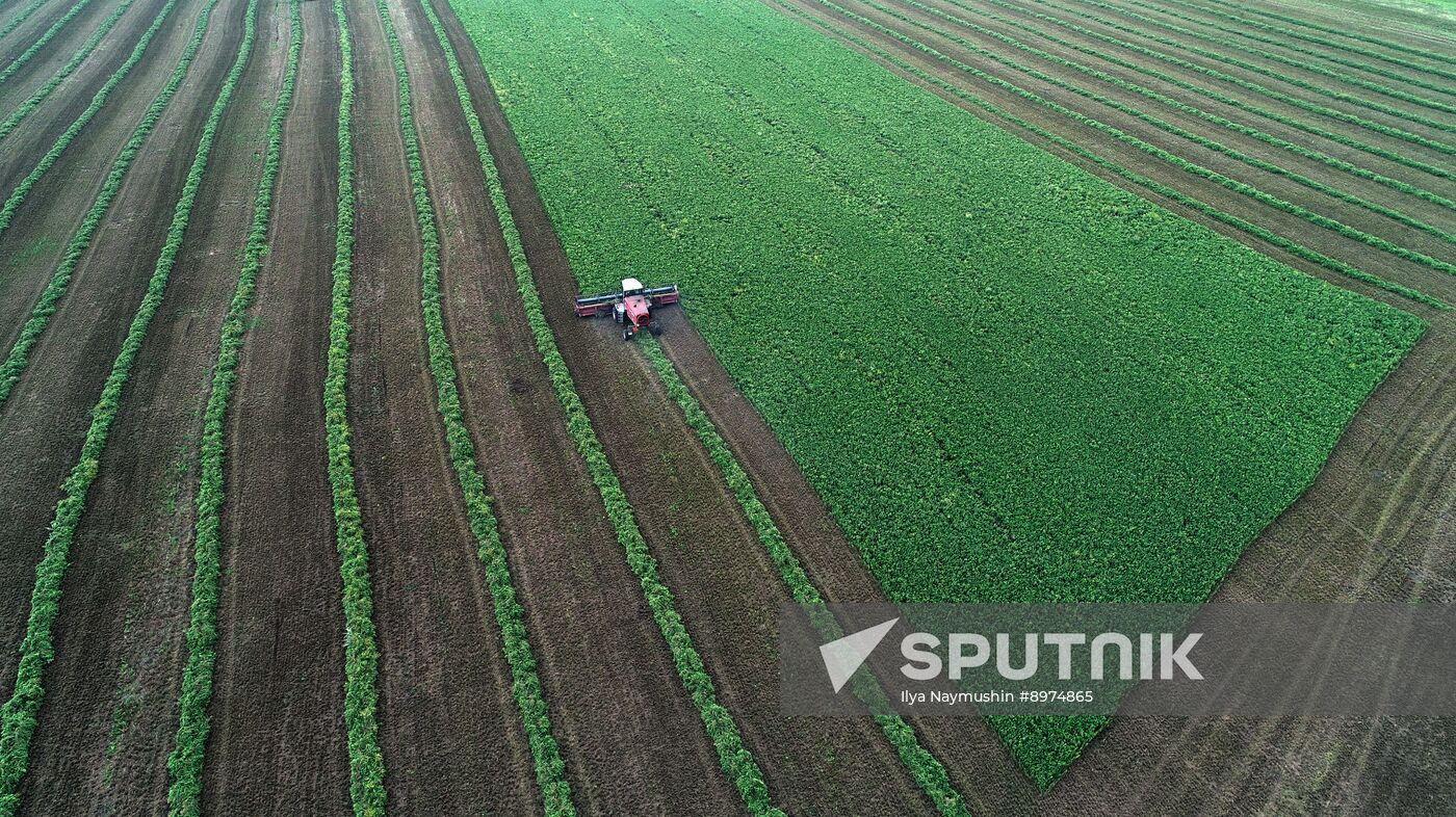 Russia Agriculture Alfalfa Harvesting