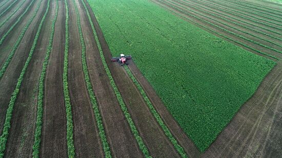 Russia Agriculture Alfalfa Harvesting