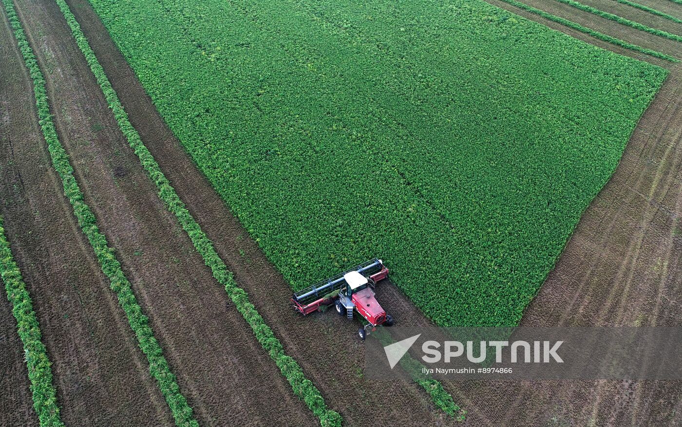 Russia Agriculture Alfalfa Harvesting