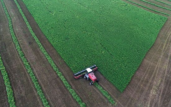 Russia Agriculture Alfalfa Harvesting