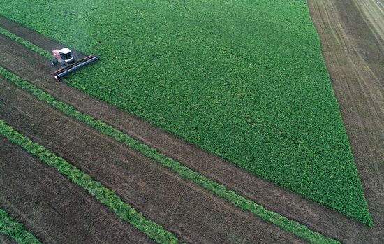 Russia Agriculture Alfalfa Harvesting