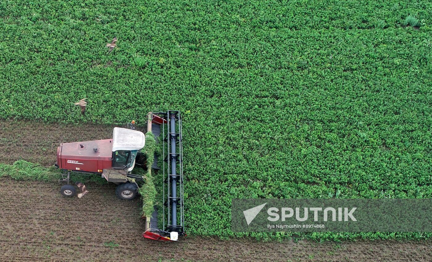 Russia Agriculture Alfalfa Harvesting