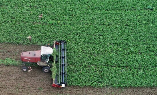 Russia Agriculture Alfalfa Harvesting