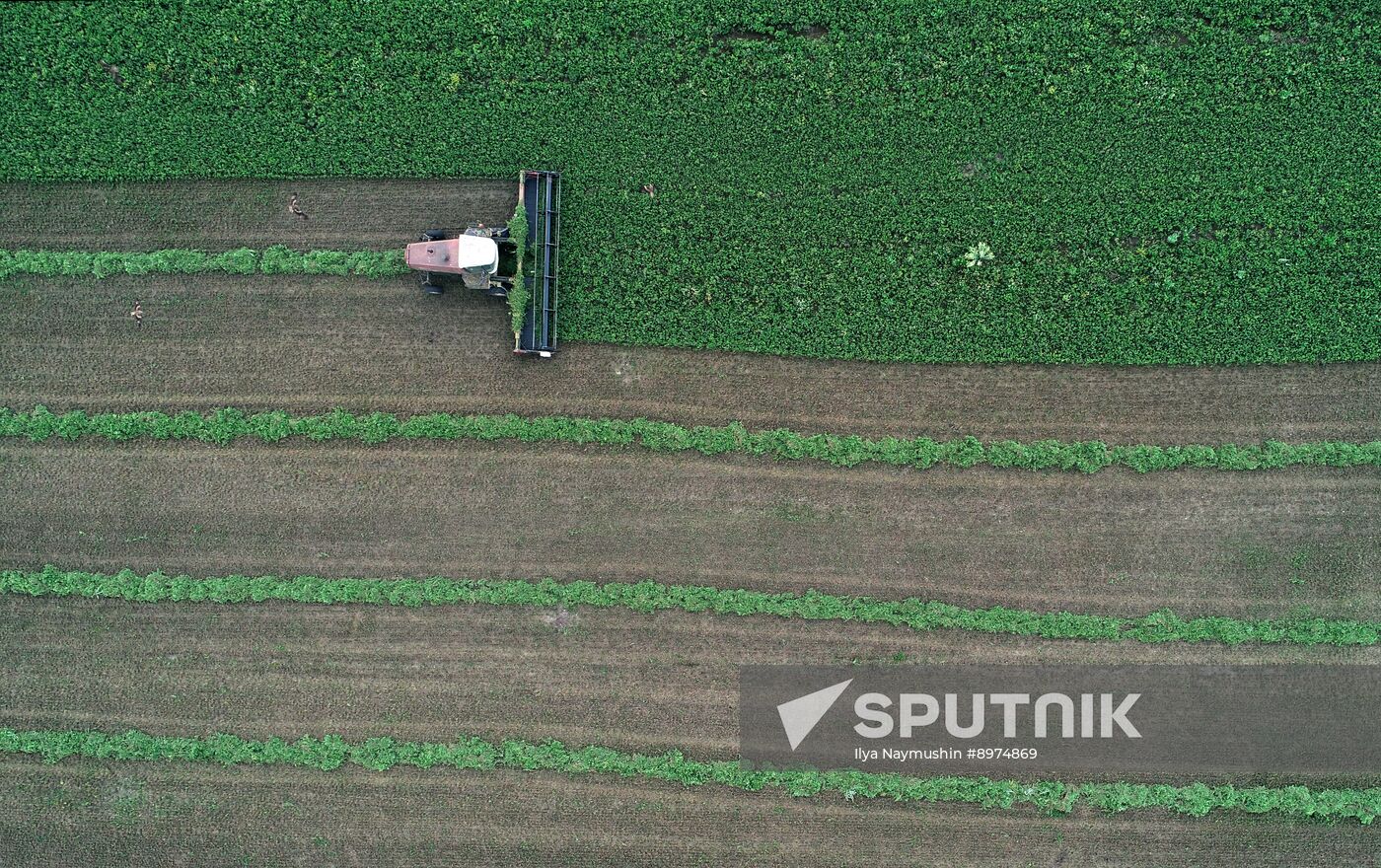 Russia Agriculture Alfalfa Harvesting