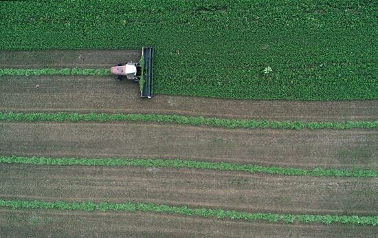 Russia Agriculture Alfalfa Harvesting