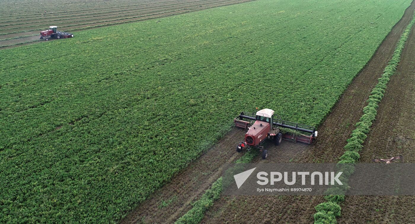Russia Agriculture Alfalfa Harvesting