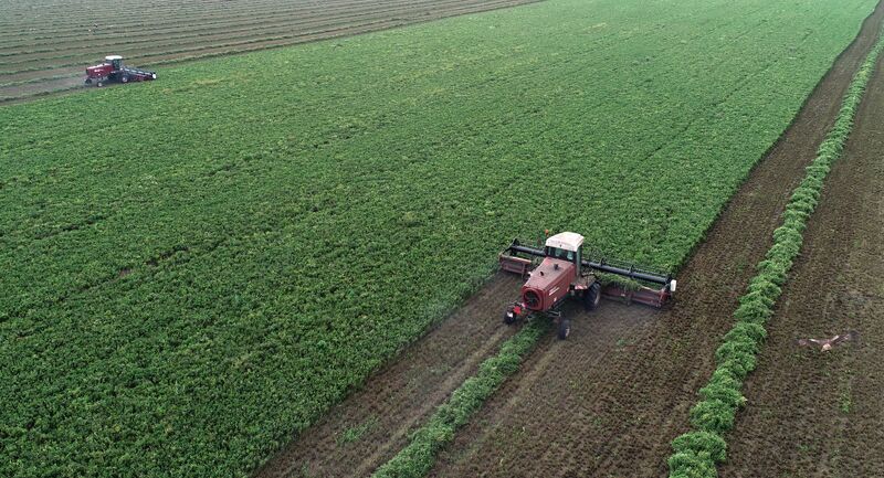 Russia Agriculture Alfalfa Harvesting