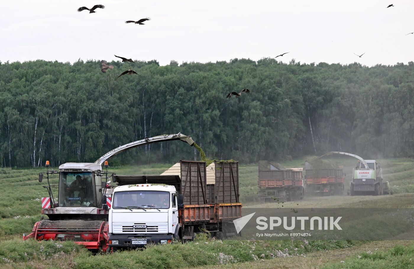Russia Agriculture Alfalfa Harvesting
