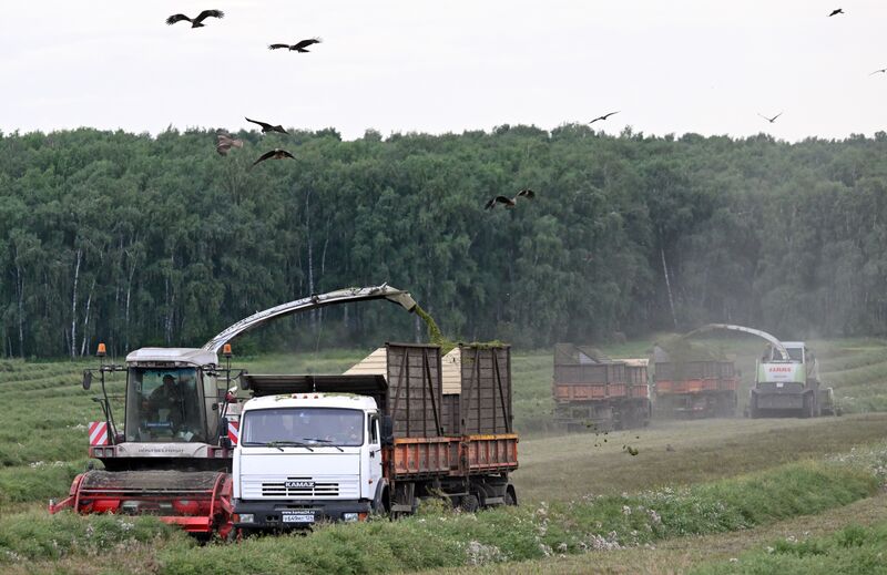 Russia Agriculture Alfalfa Harvesting
