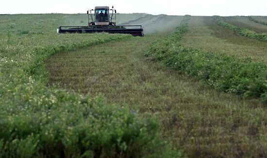 Russia Agriculture Alfalfa Harvesting