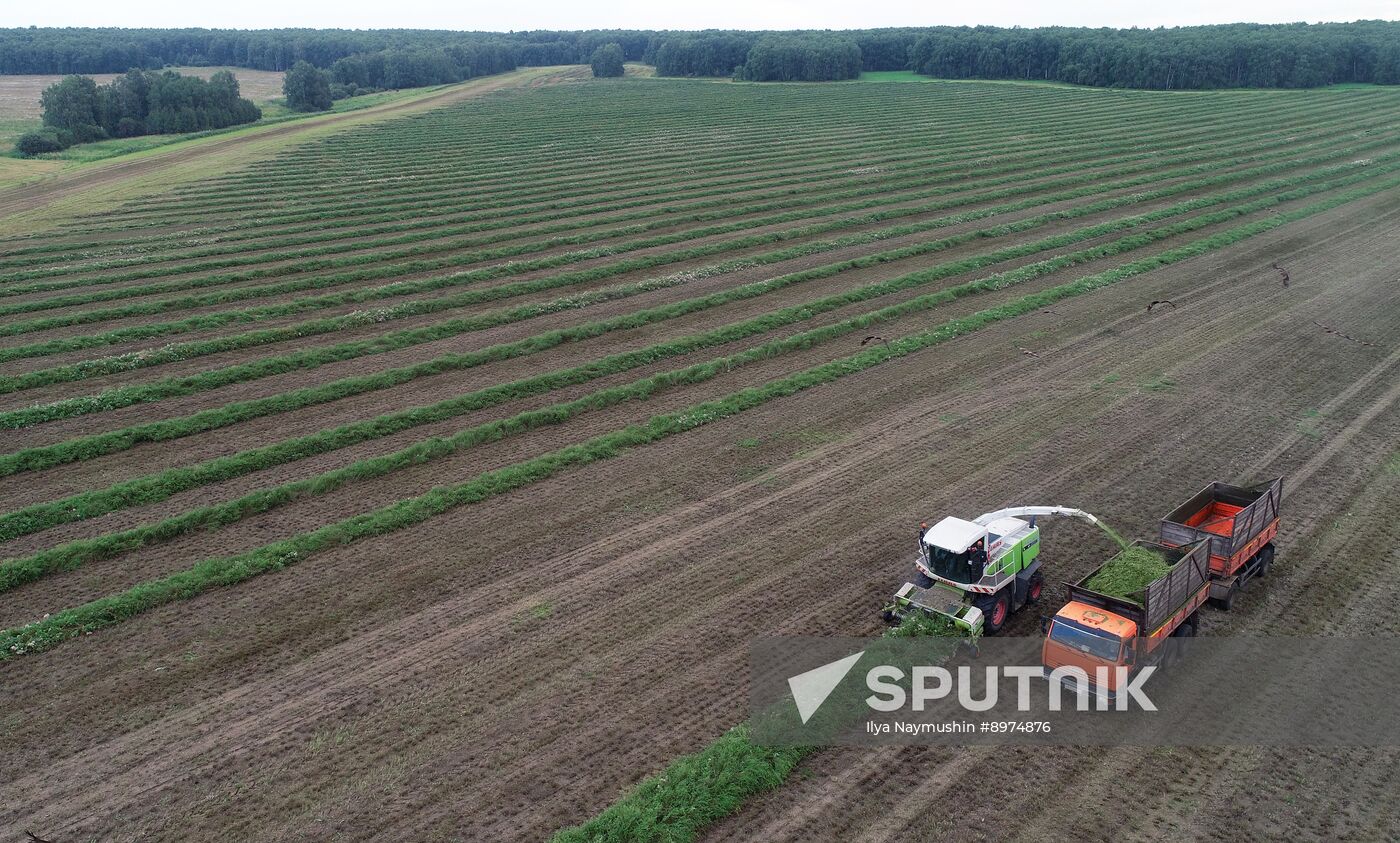 Russia Agriculture Alfalfa Harvesting