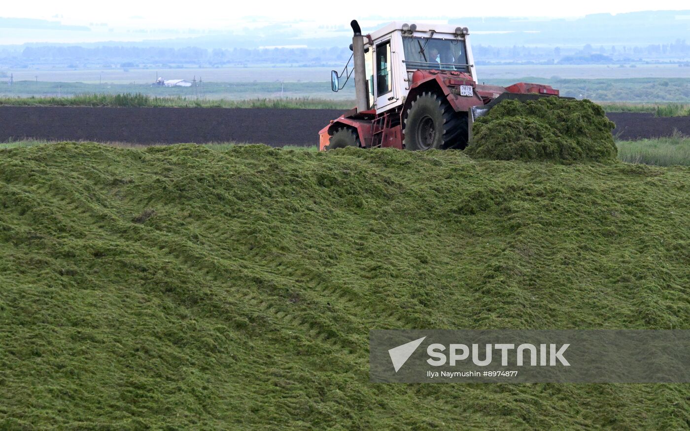 Russia Agriculture Alfalfa Harvesting