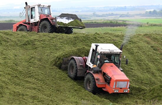 Russia Agriculture Alfalfa Harvesting