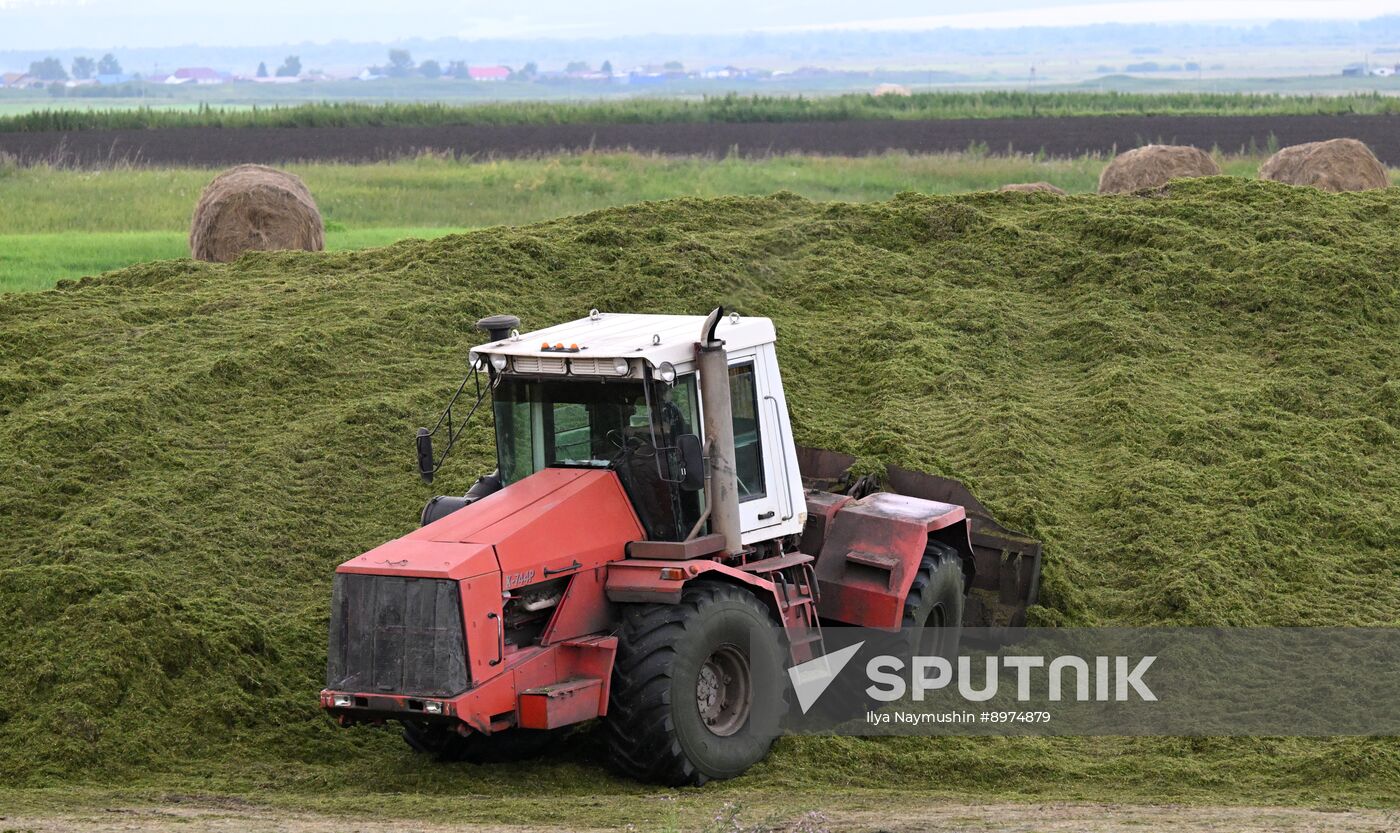 Russia Agriculture Alfalfa Harvesting