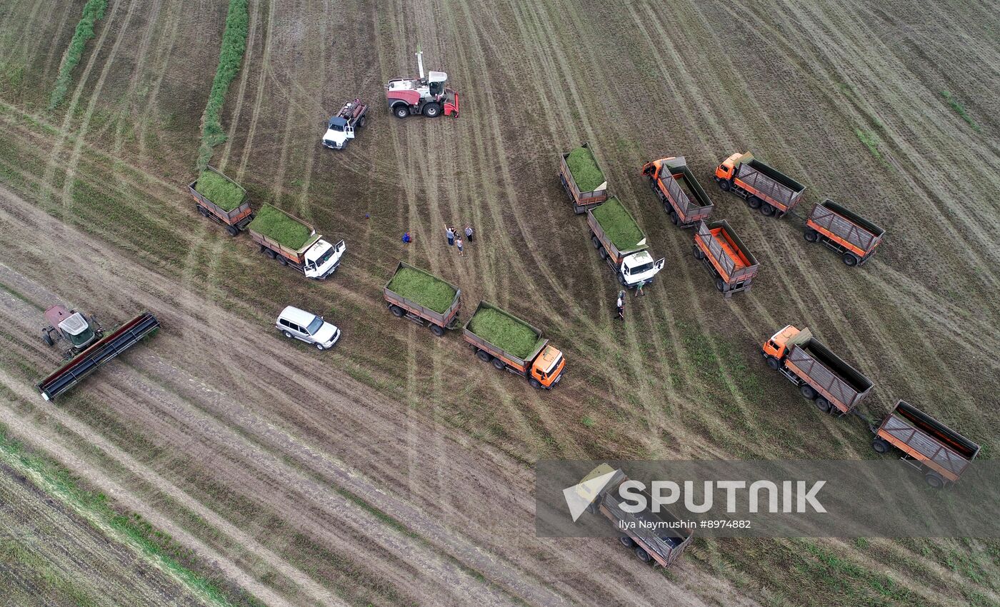 Russia Agriculture Alfalfa Harvesting