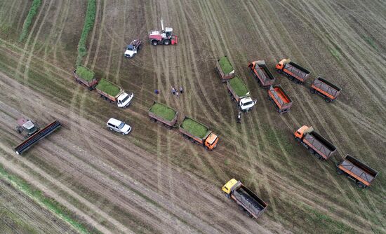 Russia Agriculture Alfalfa Harvesting