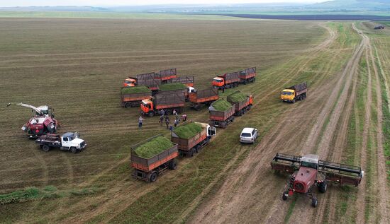 Russia Agriculture Alfalfa Harvesting